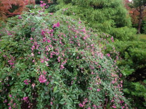 ミヤギノハギ　全体